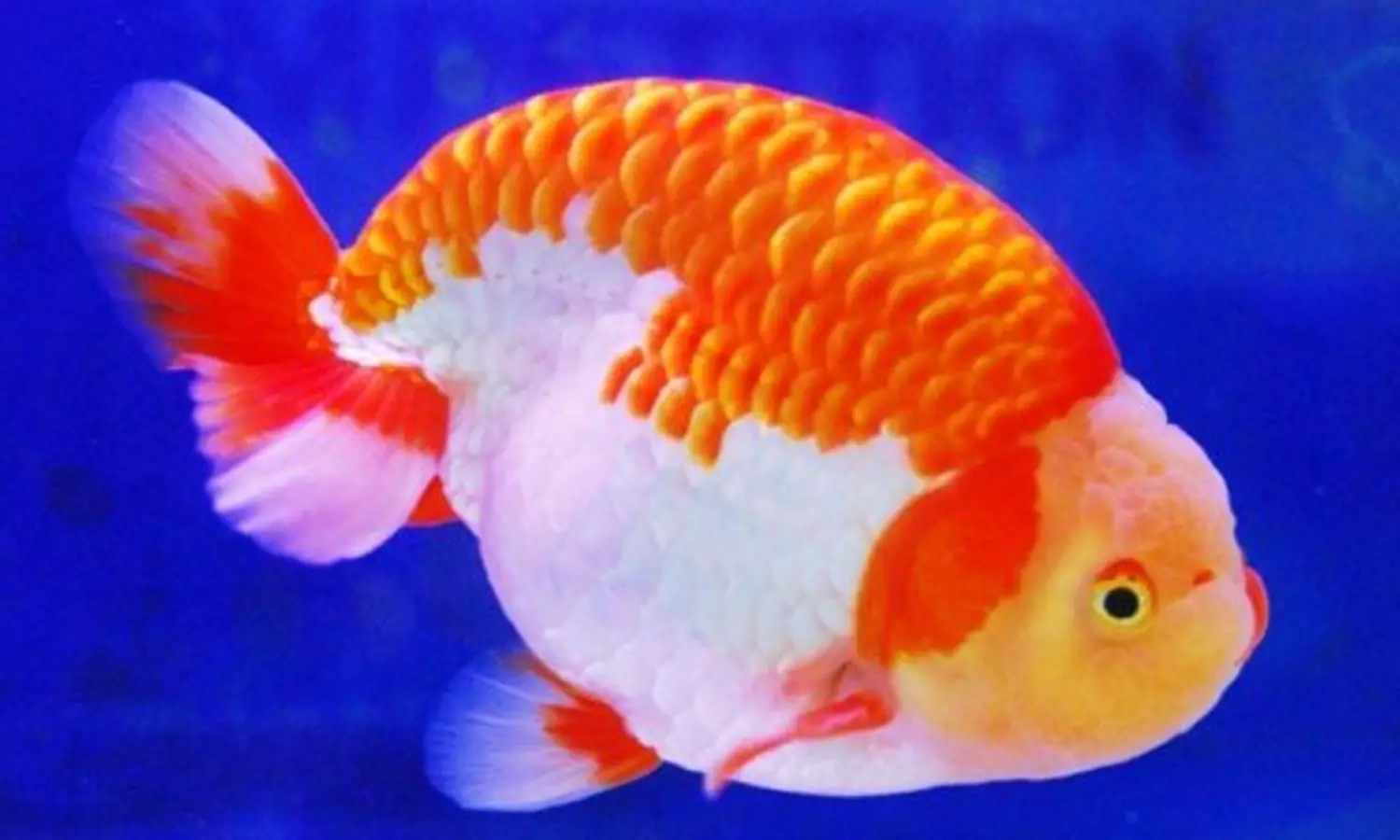 Ikan Ranchu Goldfish